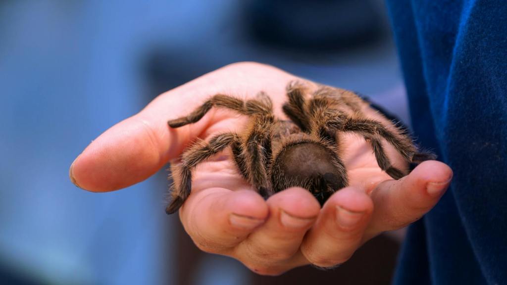 The Evangelization in the Catholic Faith is like a Tarantula